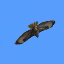 Mäusebussard (Buteo buteo)