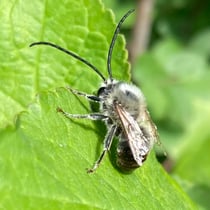 Mai-Langhornbiene (Eucera nigrescens)