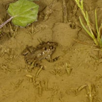 Gelbbauchunke (Bombina variegata)