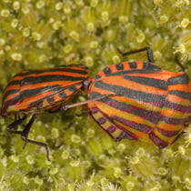 Lederwanze (Coreus marginatus)