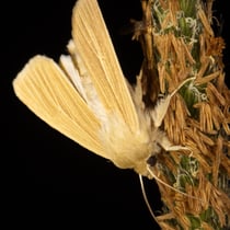 Bleiche Graseule (Mythimna pallens)