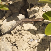 Mauereidechse (Podarcis muralis)