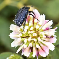 Trauerrosenkäfer (Oxythyrea funesta)