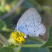 Südlicher Kurzgeschwänzter Bläuling (Vupido alcetas)
