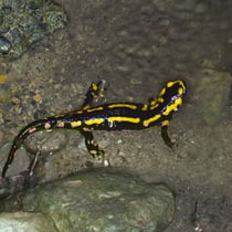 Feuersalamander (Salamandra salamandra terrestris)