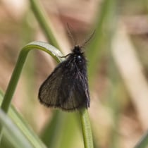 Kleiner Wollsackträger (Epichnopterix plumella)
