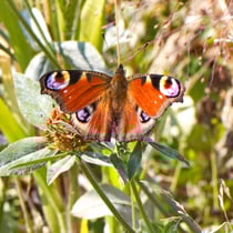 Tagpfauenauge (Aglais io)