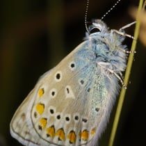 Esparsettenbläuling (Polyommatus thersites)