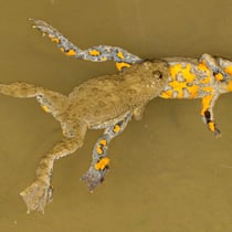 Gelbbauchunke (Bombina variegata)