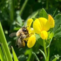 Blattschneiderbiene (Megachile sp.)
