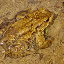 Erdkröte (Bufo bufo)