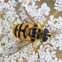 Totenkopfschwebfliege (Myathropha florea)