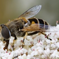 Mittlere Keilfleckschwebfliege (Eristalis interrupta)