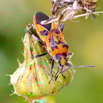 Zimtwanze (Corizus hyoscyami)