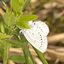 Kurzschwänziger Bläuling (Cupido argiades)