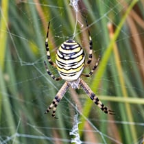 Wespenspinnen (Argiope bruenichi)