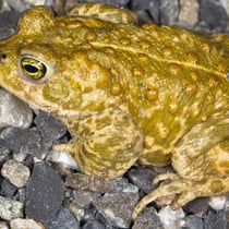 Kreuzkröte (Epidalea calamita)