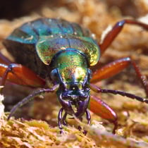 Goldglänzender Laufkäfer (Carabus auronitens)