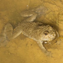 Gelbbauchunke (Bombina variegata)