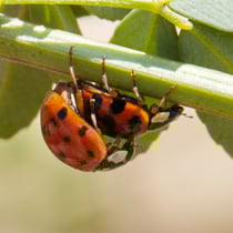 Asiatischer Marienkäfer (Harmonia axyridis)