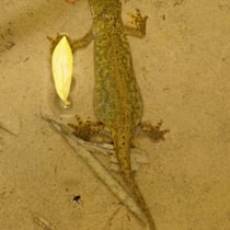 Bergmolch (Ichthyosaura alpestris)