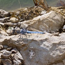 Südlicher Blaupfeil (Orthetrum brunneum)