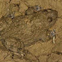 Gelbbauchunke (Bombina variegata)