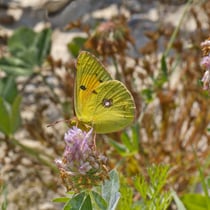 Postillion (Colias croceus)