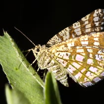 Klee-Gitterspanner (Chiasmia clathrata)