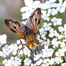 Breitflügelige Raupenfliege (Ectophasia crassipennis)