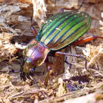 Goldglänzender Laufkäfer (Carabus auronitens)