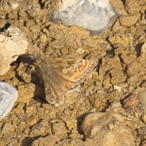 Kronwicken-Dickkopffalter (Erynnis tages)