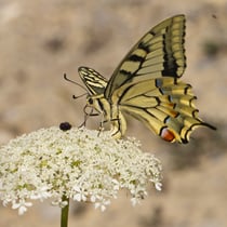 Schwalbenschwanz (Papilio machaon)