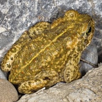 Kreuzkröte (Epidalea calamita)
