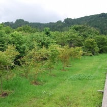 2011ハンモックテラス付近