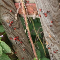 kleine rote Käferchen - wer weiß wie sie heißen?