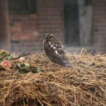 Im Winter war dieser Raubvogel bei uns.