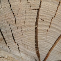 Ameisen haben wir viele 