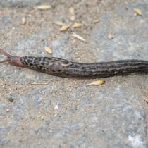 eine Tigernacktschnecke?