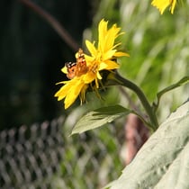 Viele Schmetterlinge in den schönsten Farben sind bei uns unterwegs.