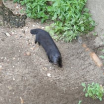 Der Mink - bisher nur einmal im Hühnerstall gewildert!