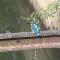der Eisvogel - ihn sehen wir relativ oft - meist hört man nur seine Laute.
