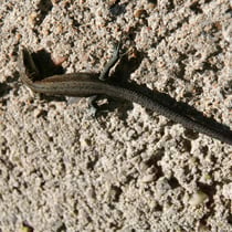 Eidechse beim Sonnen