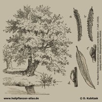 Bruch-Weide (Salix fragilis); Historisches Bild