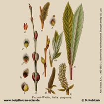 Purpur-Weide (Salix purpurea); Historisches Bild