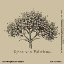 Baldrian; Historisches Bild