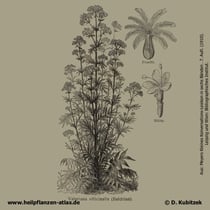 Arznei-Baldrian (Valeriana officinalis); Historisches Bild