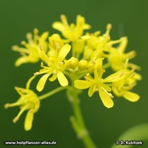 Färberwaid (Isatis tinctoria), Blüten