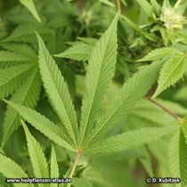 Gewöhnlicher Hanf (Cannabis sativa), Blatt