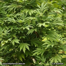 Gewöhnlicher Hanf (Cannabis sativa), Wuchsform